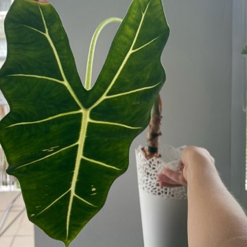 Alocasia Micholitziana "Frydek"