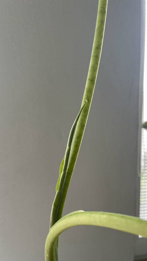 Alocasia Micholitziana "Frydek" 4