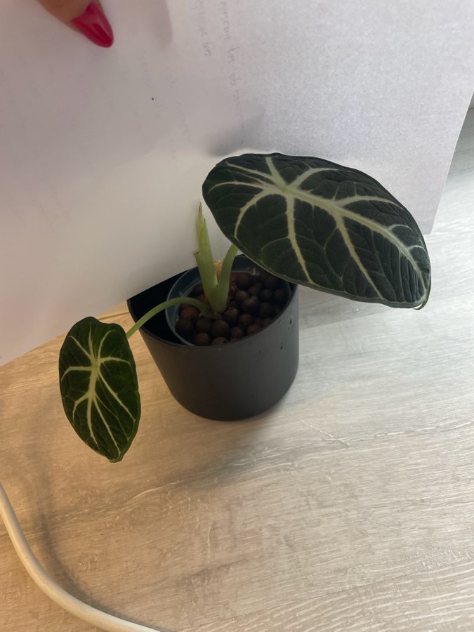 Alocasia Ninja 2