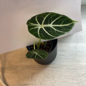 Alocasia Ninja