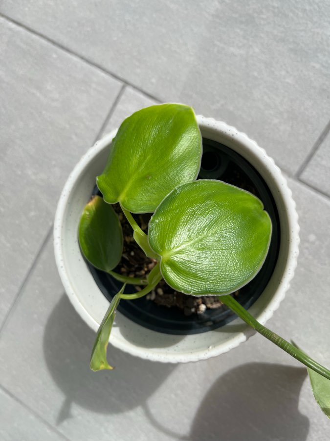 Philodendron rugosum 3