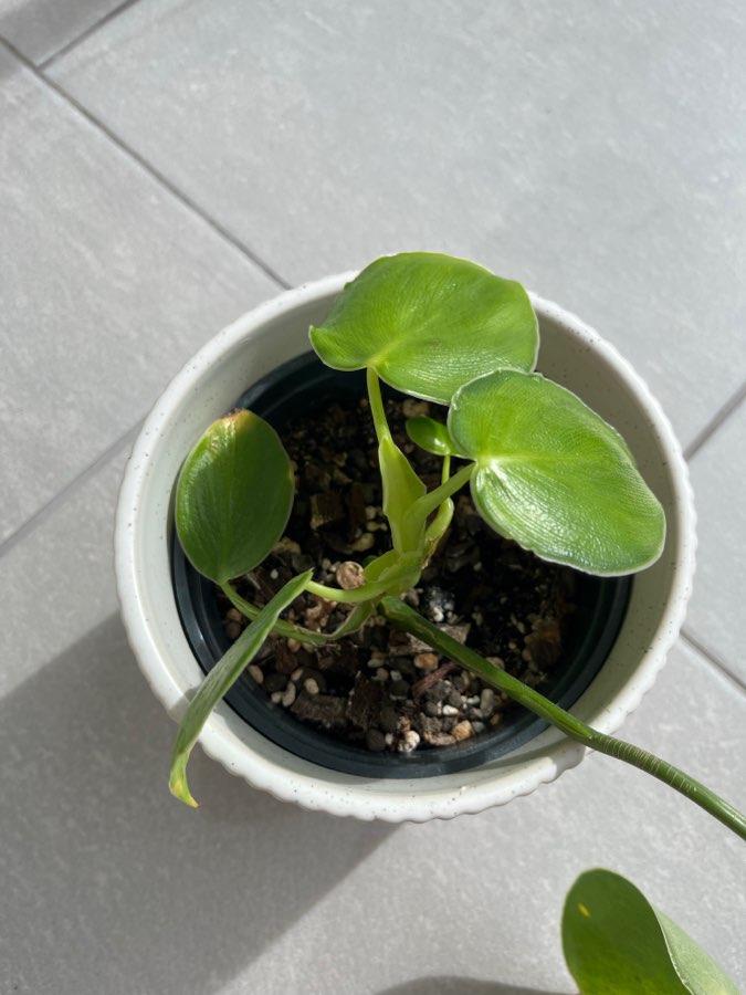 Philodendron rugosum 2
