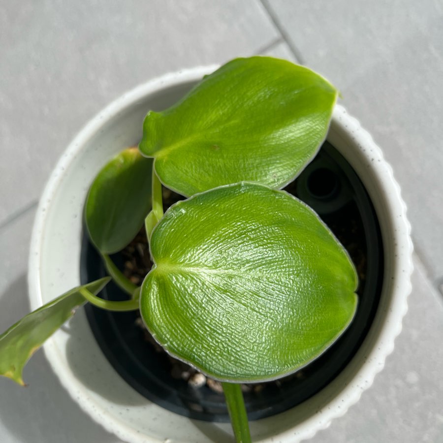 Philodendron rugosum