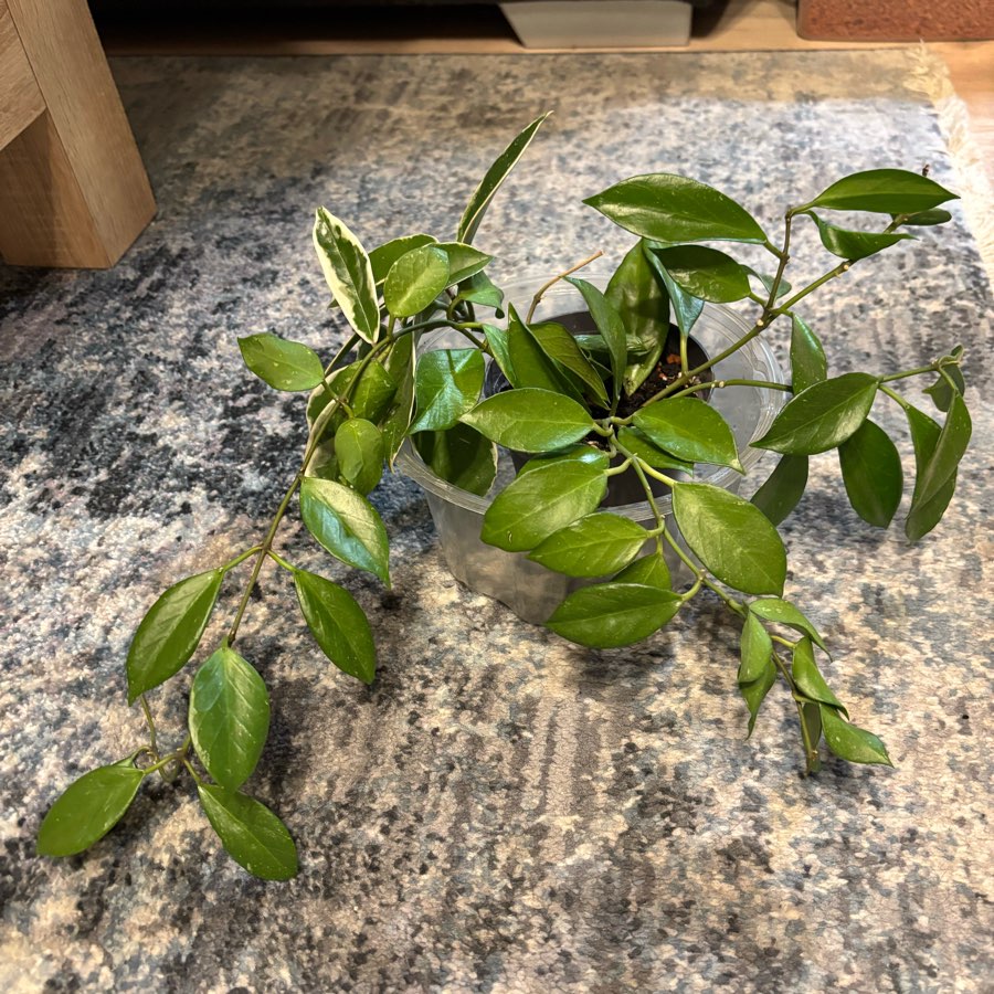 Hoya Sunrise