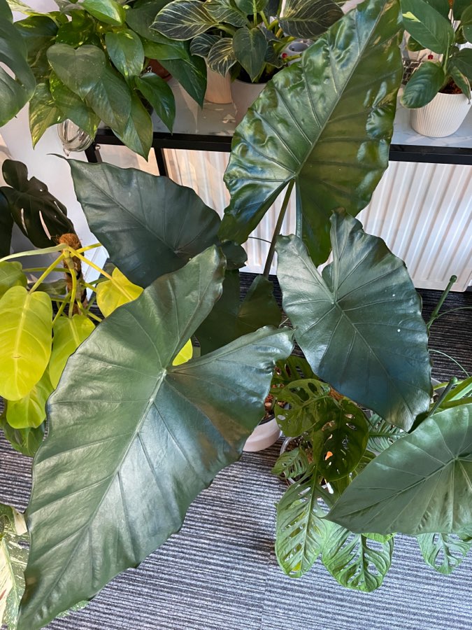 Alocasia Sumo 4