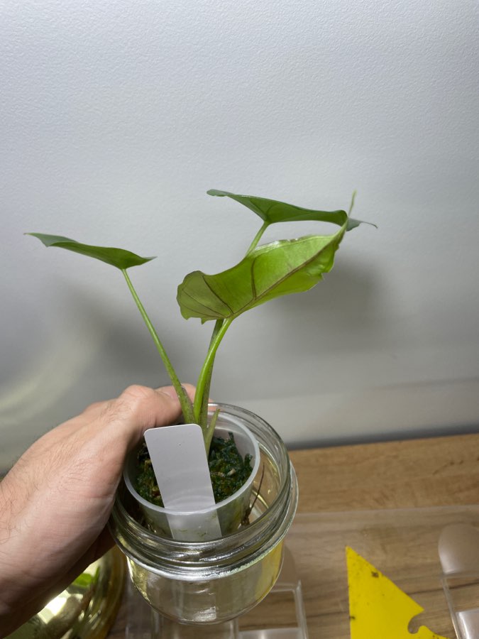 Alocasia Sumo 3