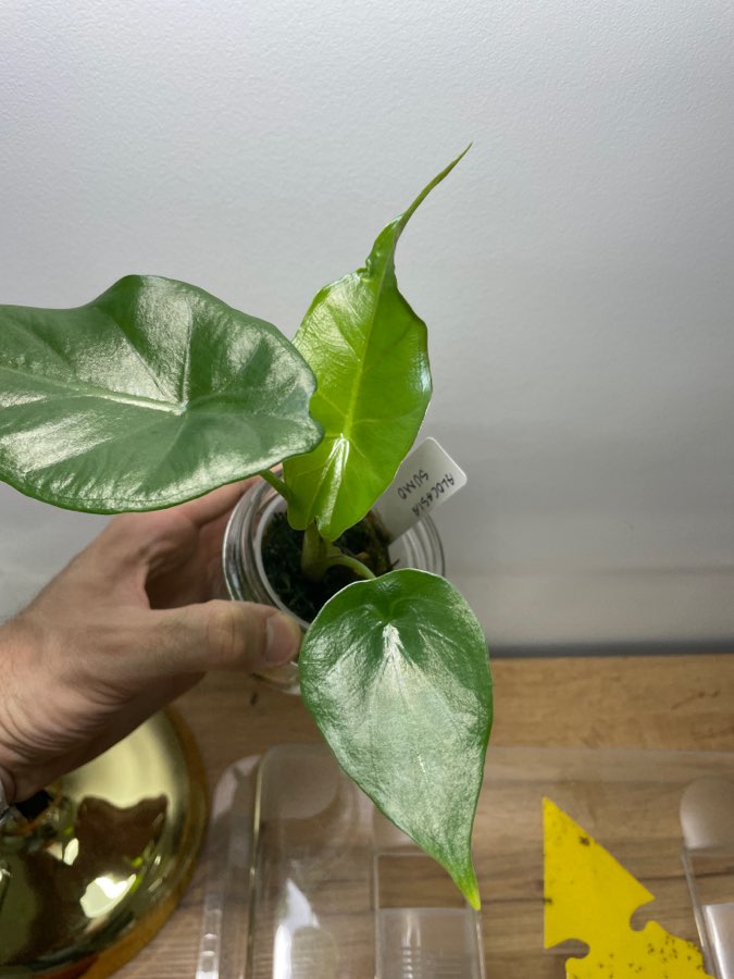 Alocasia Sumo 2