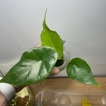 Alocasia Sumo