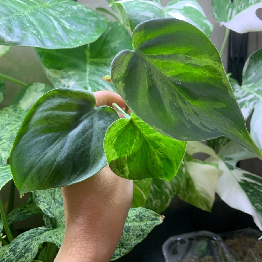 Philodendron hederaceum variegata