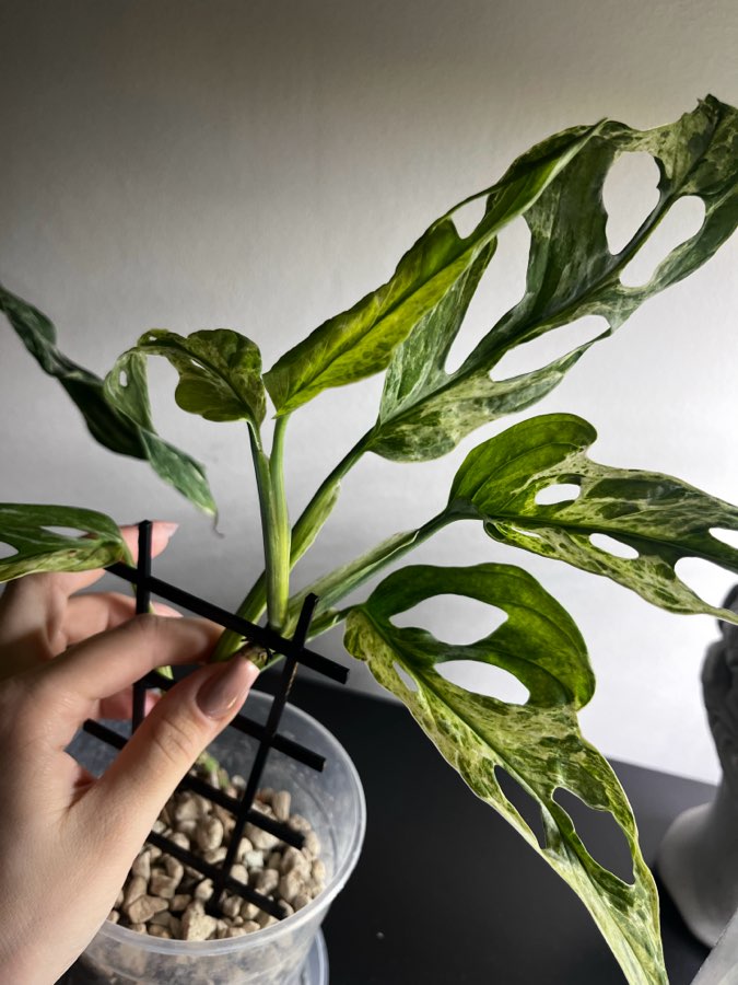 Monstera indonesian Marble 3