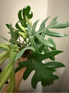 Philodendron mayoi