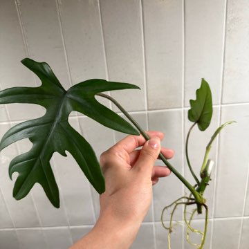 Philodendron mayoi