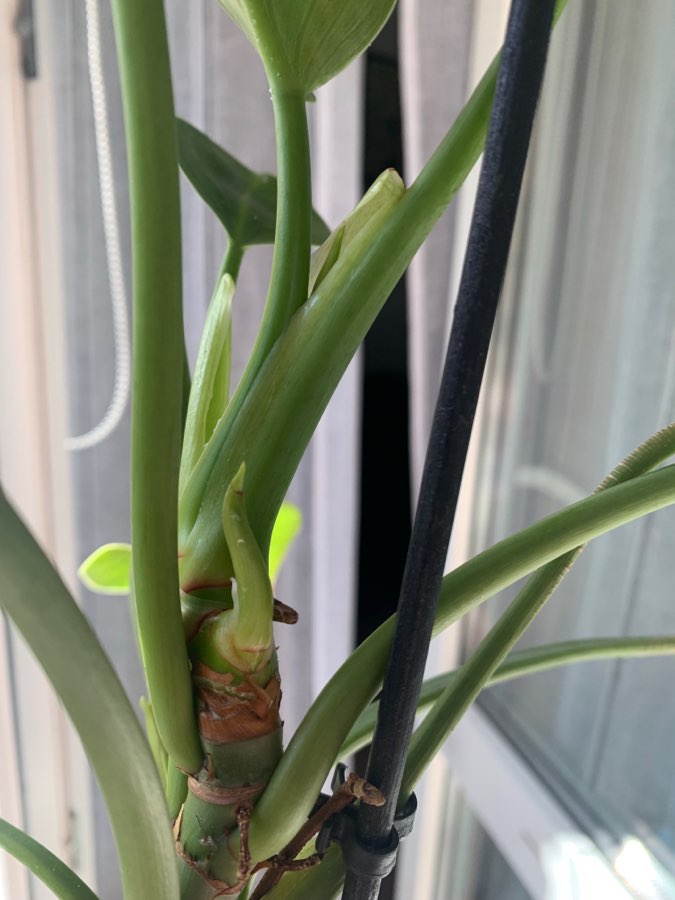 Philodendron green princess 3