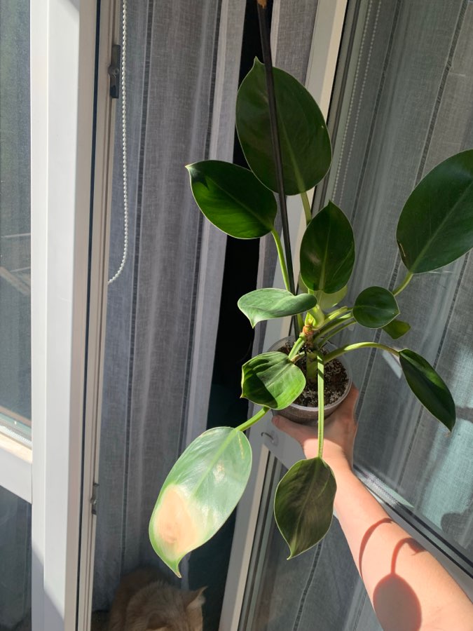 Philodendron green princess 2