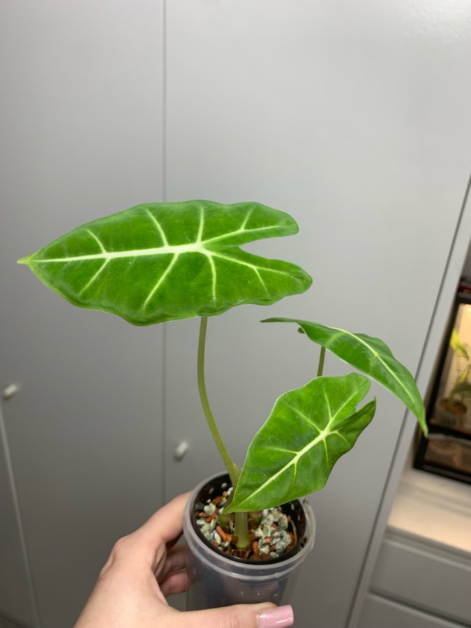 Alocasia Micholitziana 4