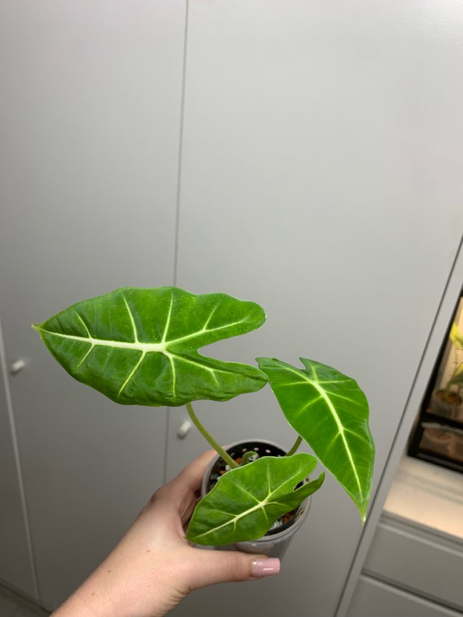 Alocasia Micholitziana 3