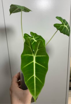 Alocasia Micholitziana