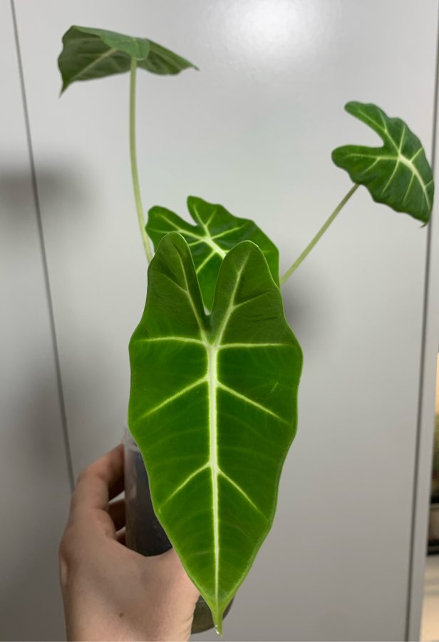 Alocasia Micholitziana