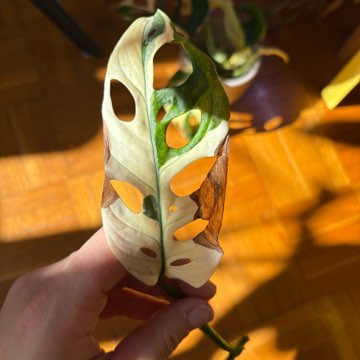 Monstera Adansonii Aurea Variegata
