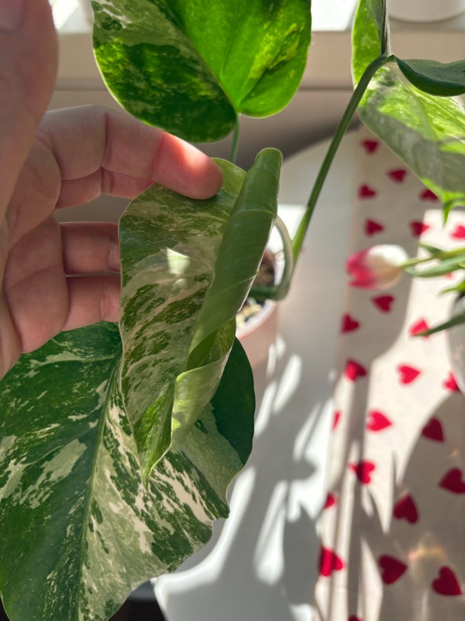 Monstera Deliciosa Variegata 2