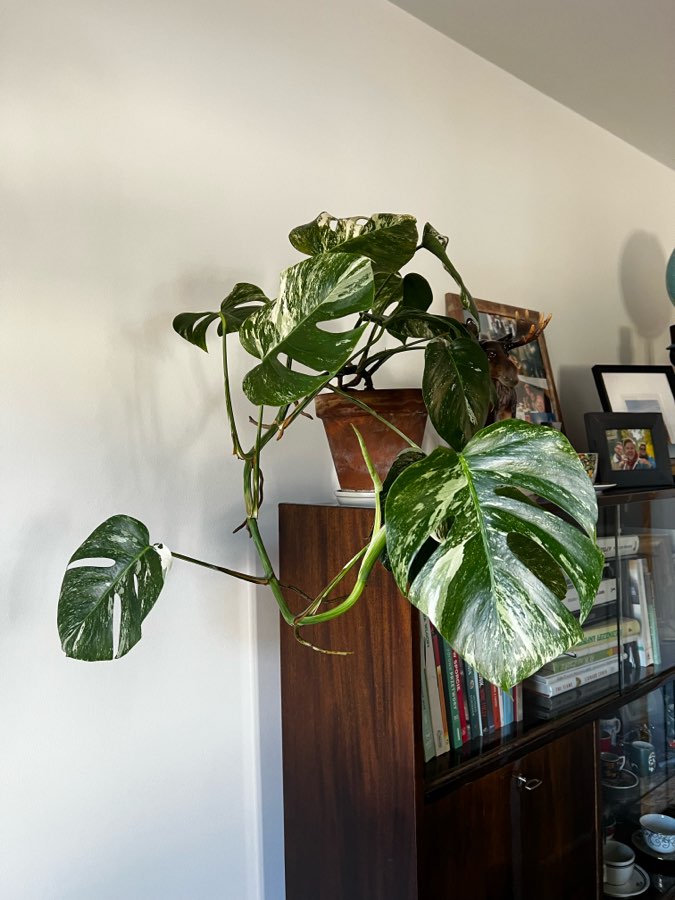 Monstera Variegata 🪴 2