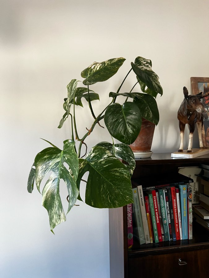 Monstera Variegata 🪴 5