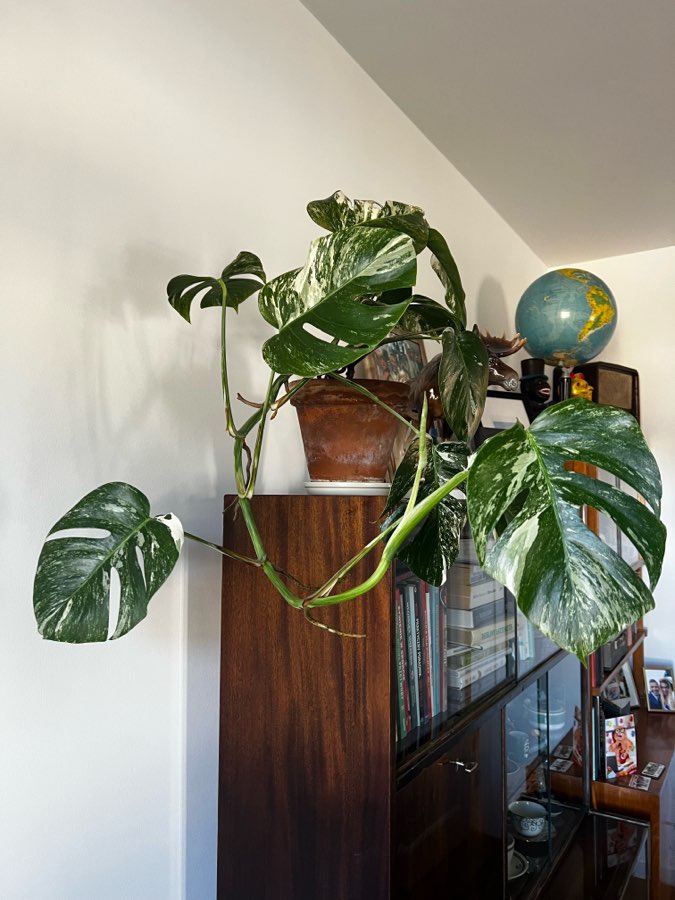 Monstera Variegata 🪴 4