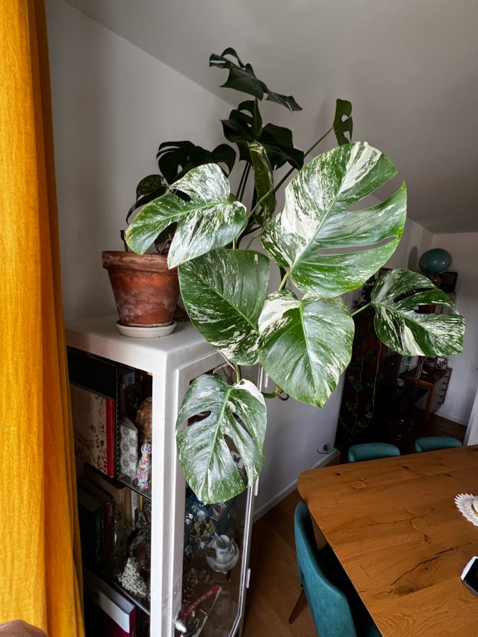 Monstera Variegata 🪴 3