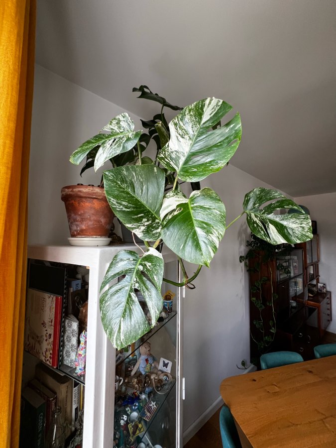 Monstera Variegata 🪴 2
