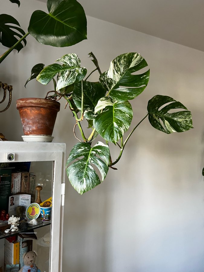 Monstera Variegata 🪴 4