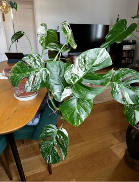 Monstera Variegata 🪴