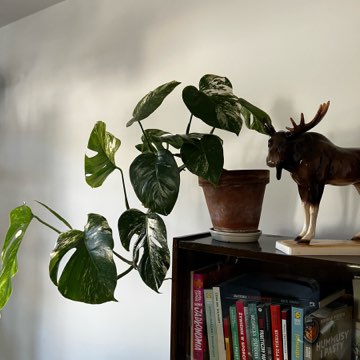 Monstera Variegata 🪴