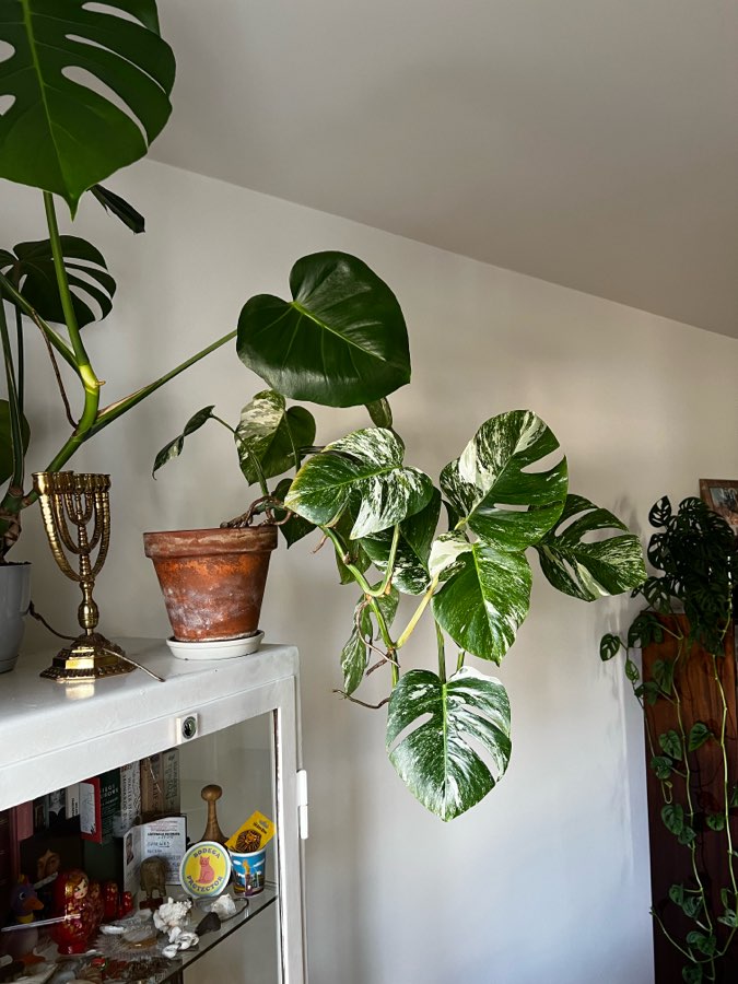 Monstera Variegata 🪴 5