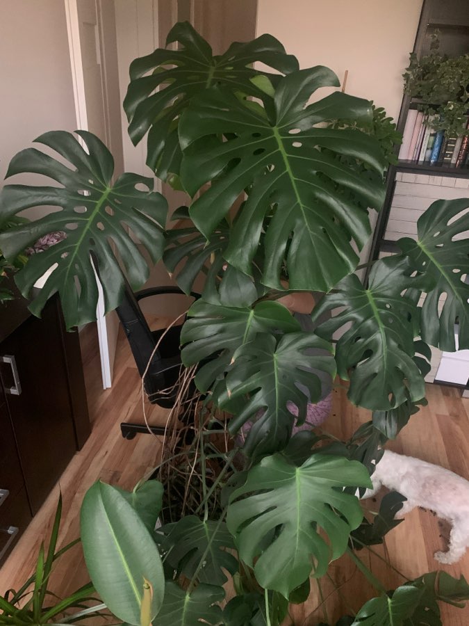 Monstera deliciosa Big form 4