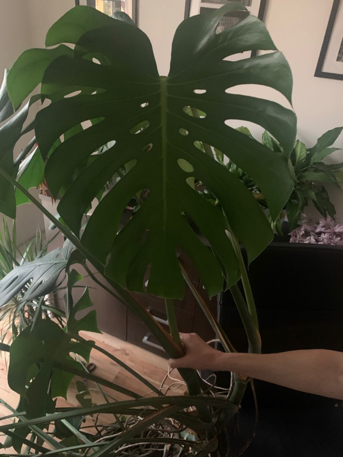 Monstera deliciosa Big form 3