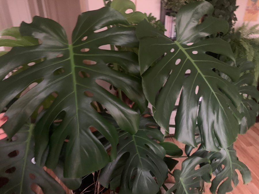 Monstera deliciosa Big form 2