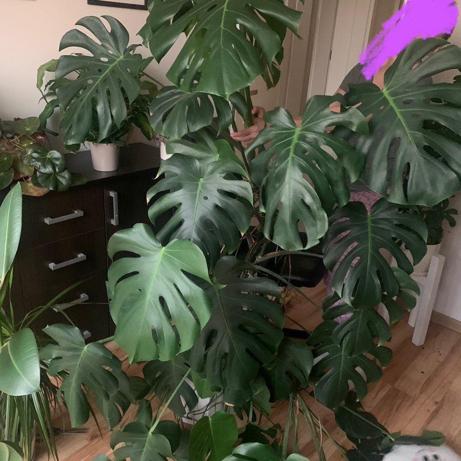 Monstera deliciosa Big form