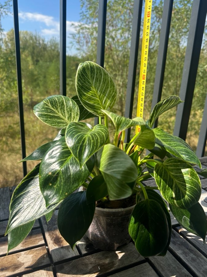 Philodendron Birkin 3