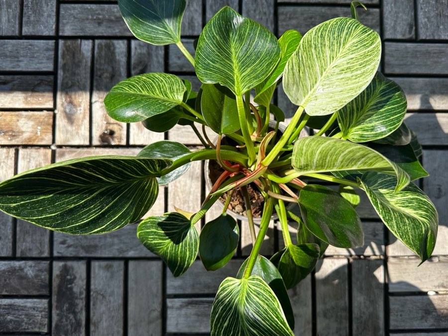 Philodendron Birkin 2