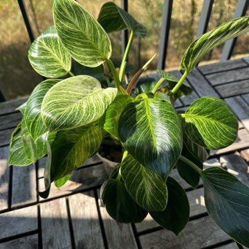 Philodendron Birkin