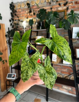Syngonium Mohito 🪴