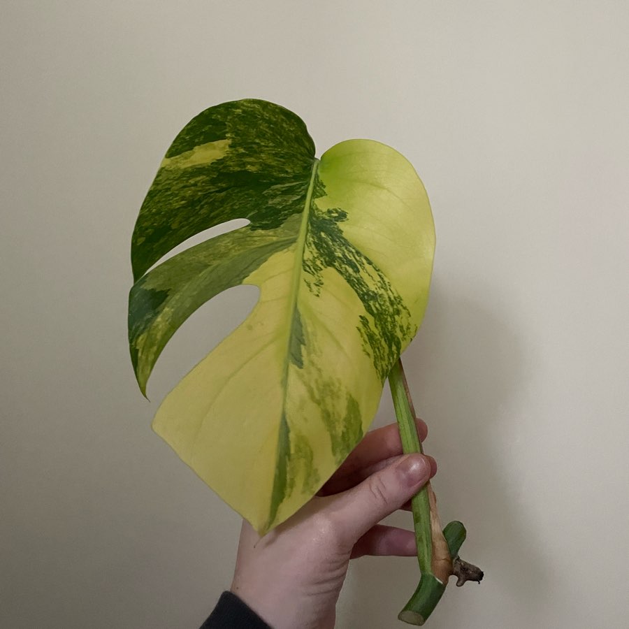 Monstera marmorata