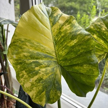Alokazja Macrorhizza Yellow Variegata alocasia