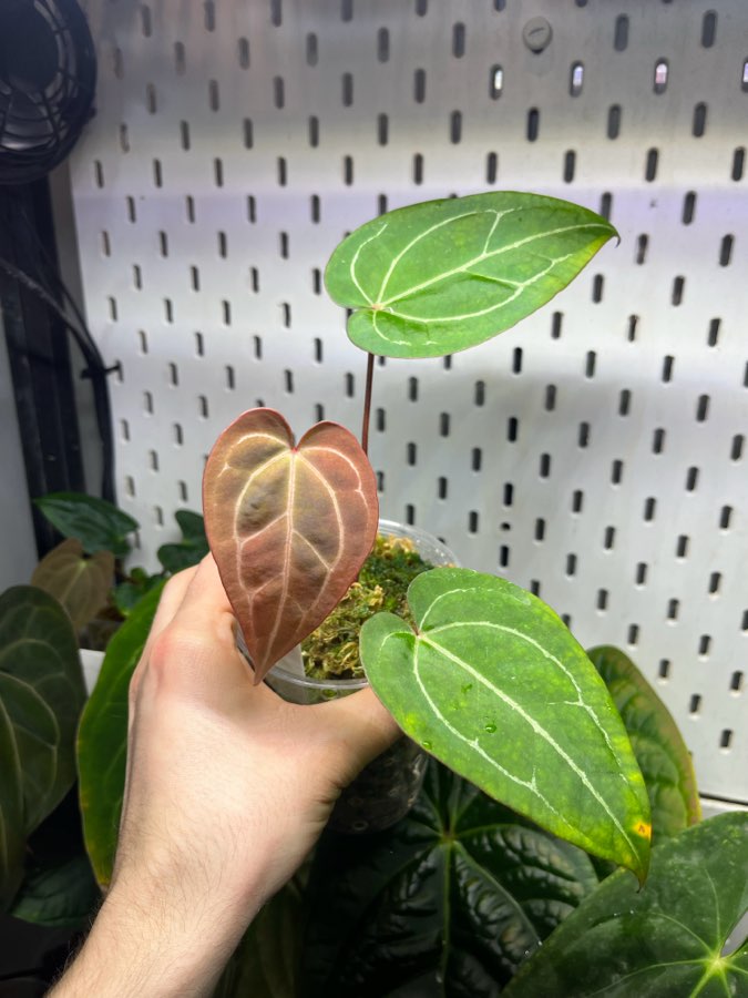 Anthurium crystallinum dark x papilliaminum red stem 3