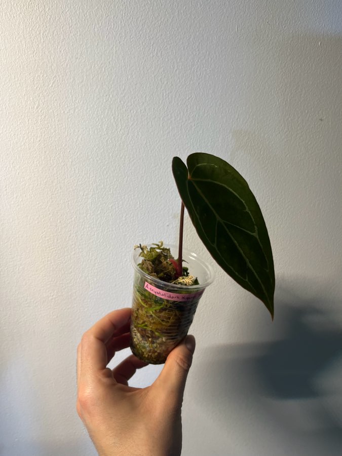 Anthurium crystallinum dark x papilliaminum red stem 2