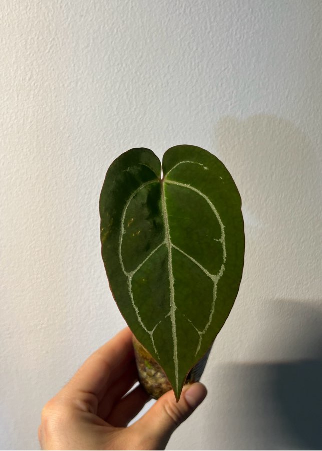 Anthurium crystallinum dark x papilliaminum red stem