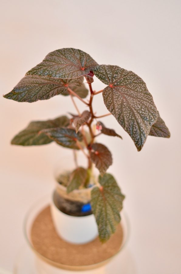 Begonia U062 2