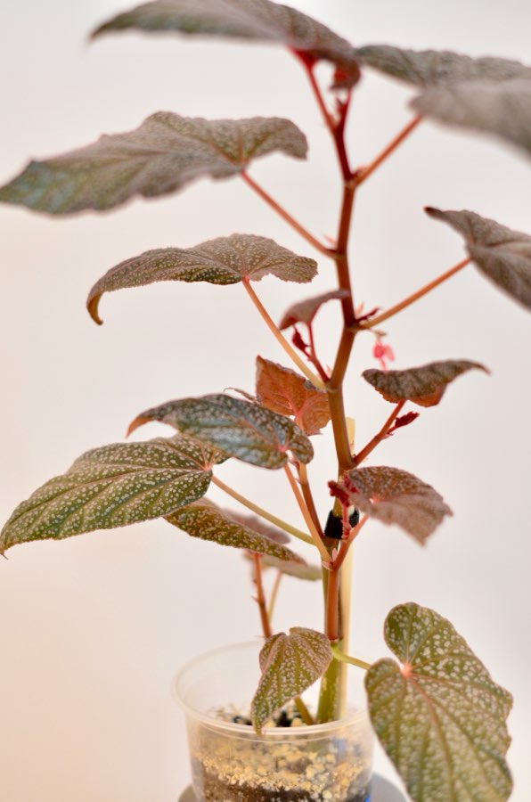 Begonia U062 5