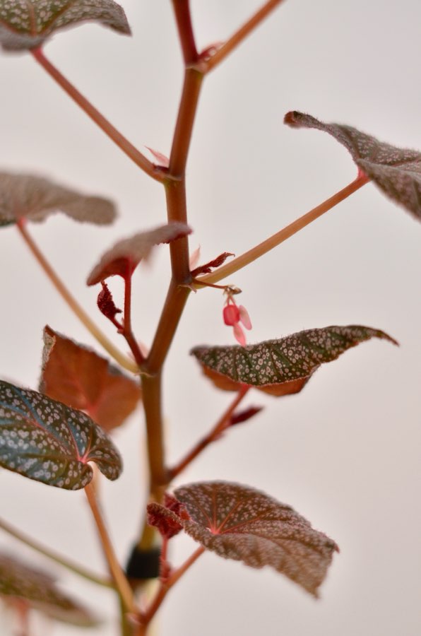 Begonia U062 4