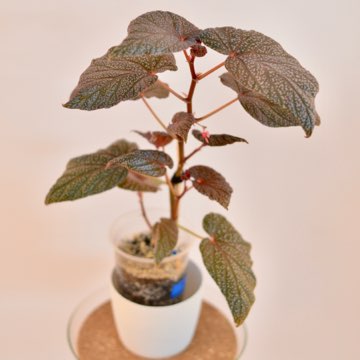 Begonia U062